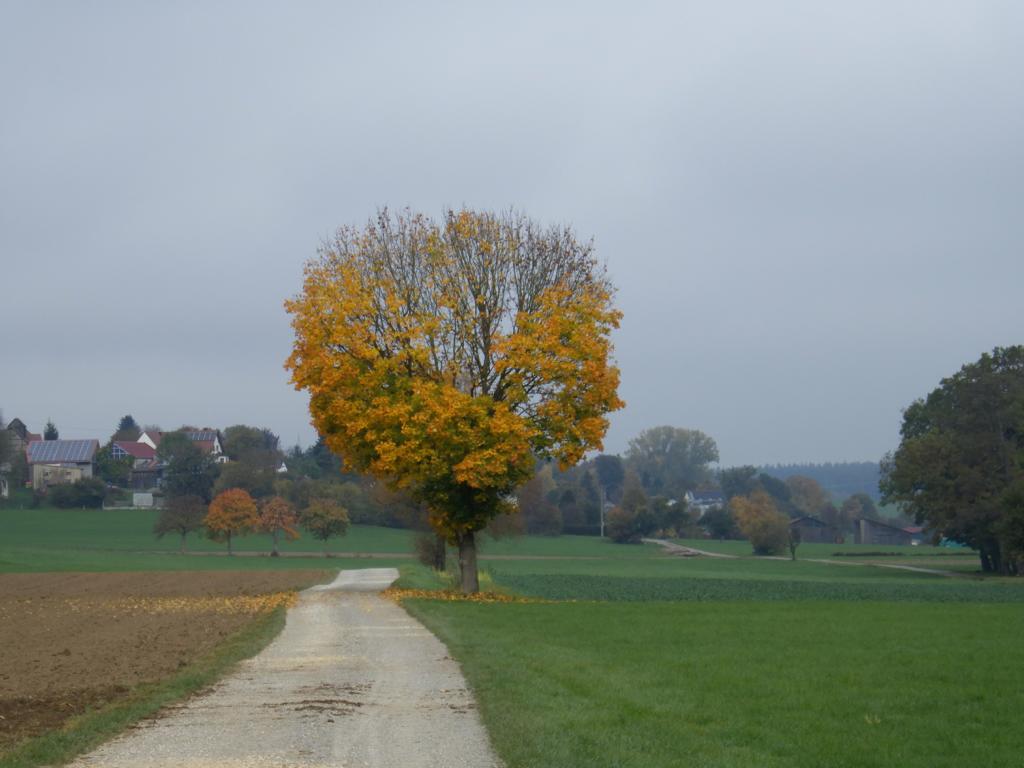 Um Ulm im Herbst